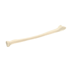 Structural Allografts7