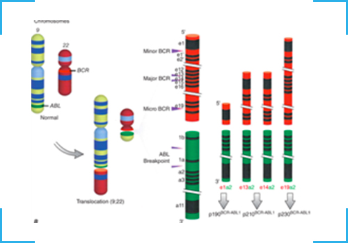 BCR ABL Qualitative qPCR Testing Kit