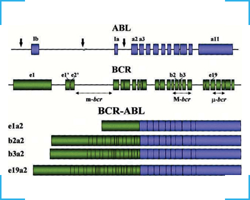 BCR-ABL Quantitative PCR Testing Kit