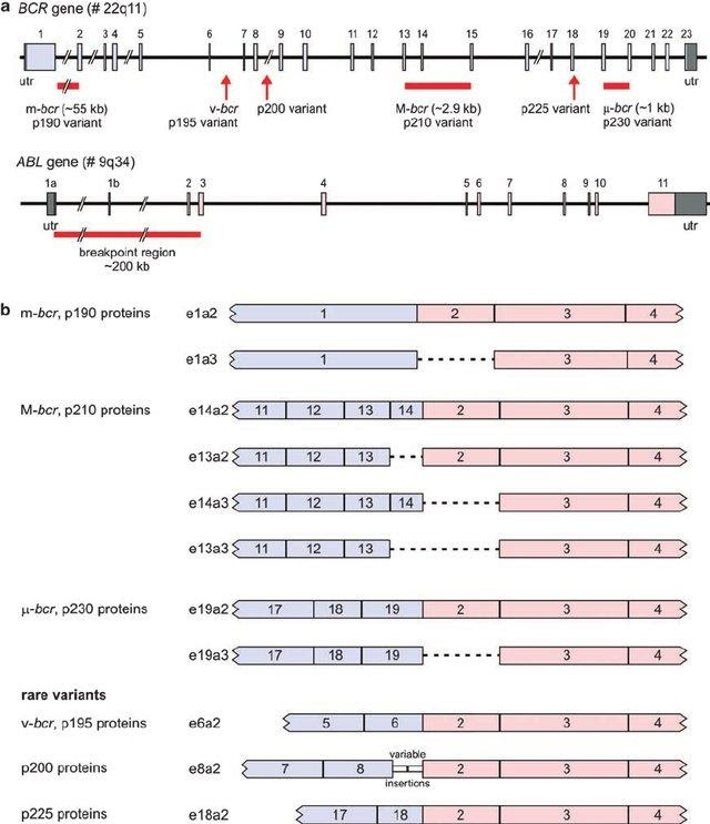 BCR-ABL1 Transcript Screening Kit