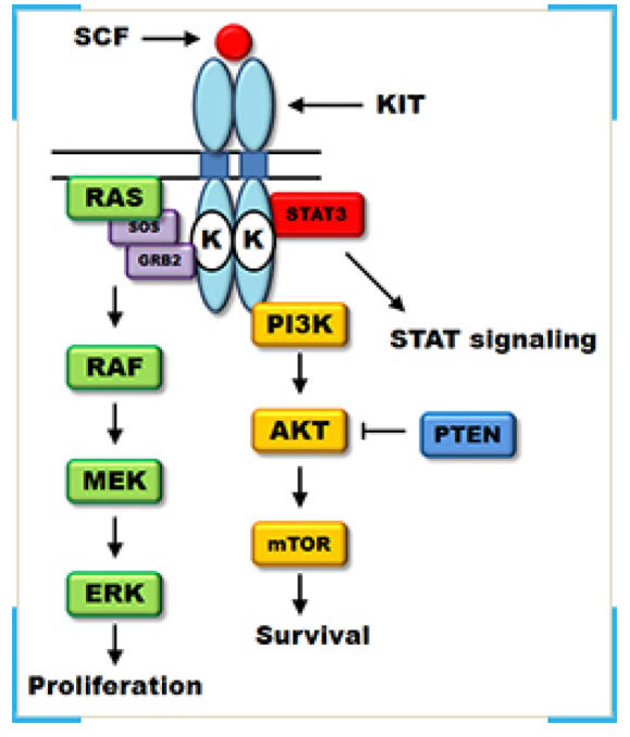 C KIT Mutual detection kit