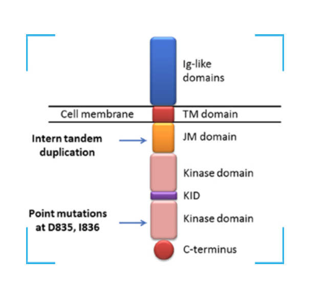 FLT3 Mutation detection kit
