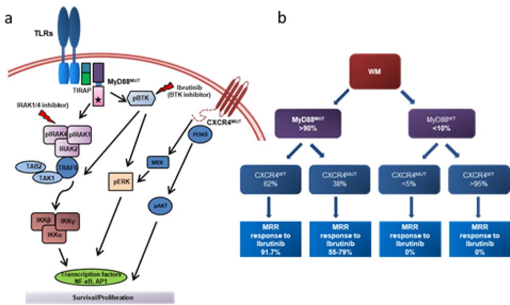 MYD88 Mutation Detection Kit