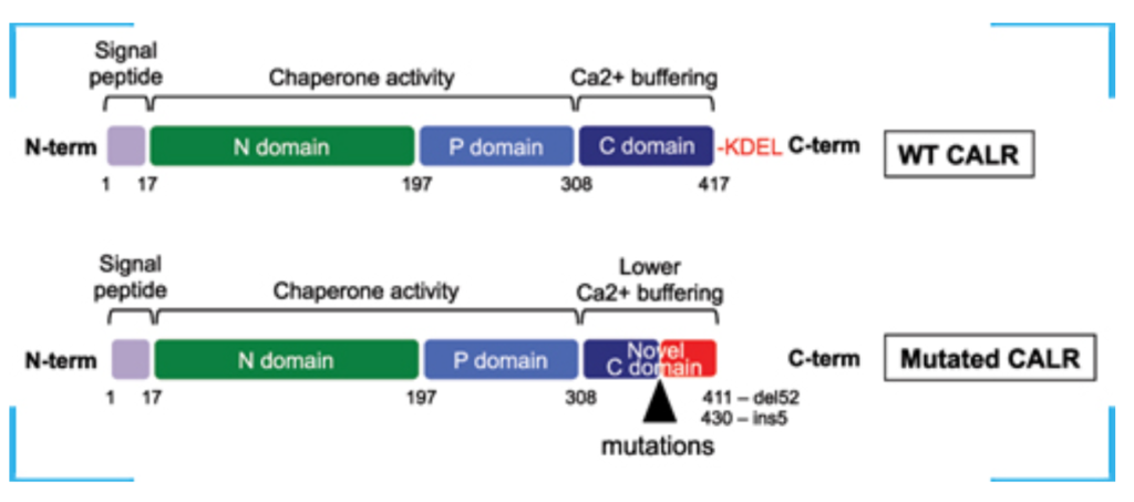 TRUPCR® CALR Mutation Testing Kit
